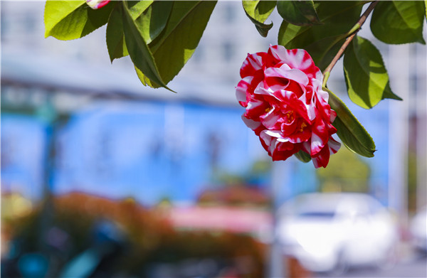 春暖花开，等你归来——邀你云赏南新春景，以慰思念