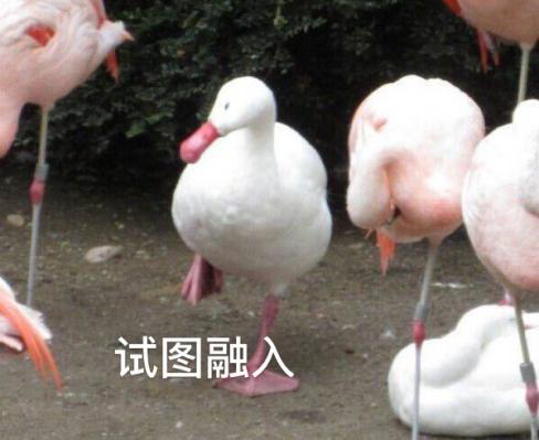 新華互聯(lián)網(wǎng)科技正式入駐Bilibili！會(huì)摩擦出什么樣火花呢？